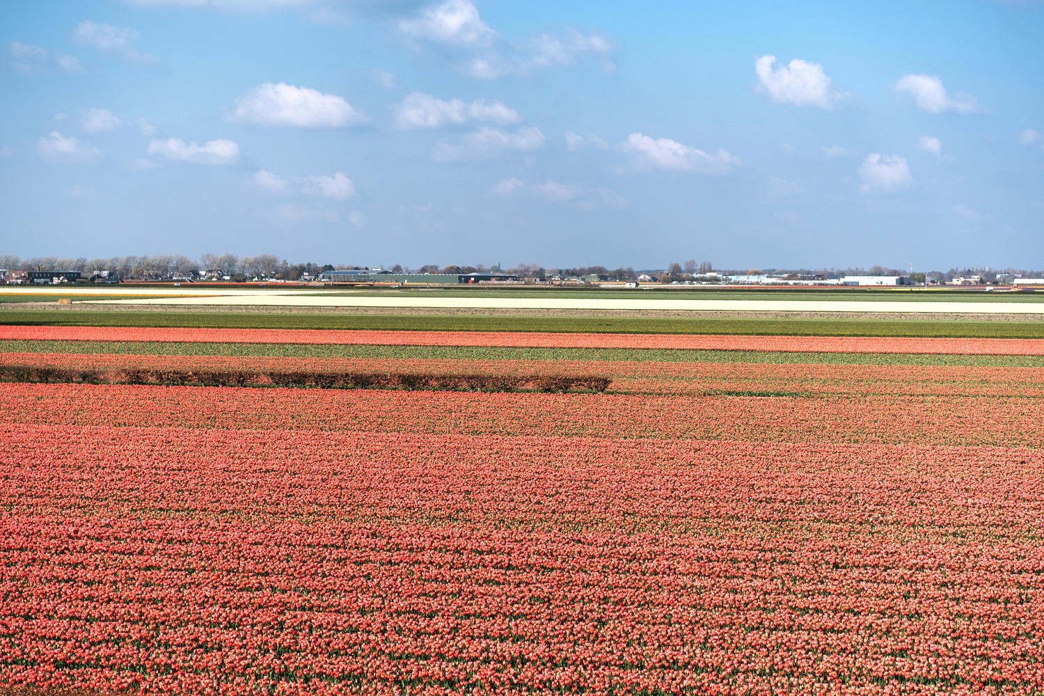 Keukenhof Hollande la haye pays bas tulipe  