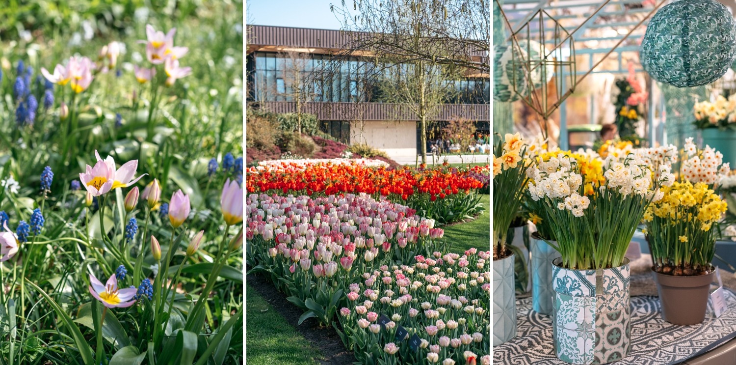 Keukenhof Hollande la haye pays bas tulipe  