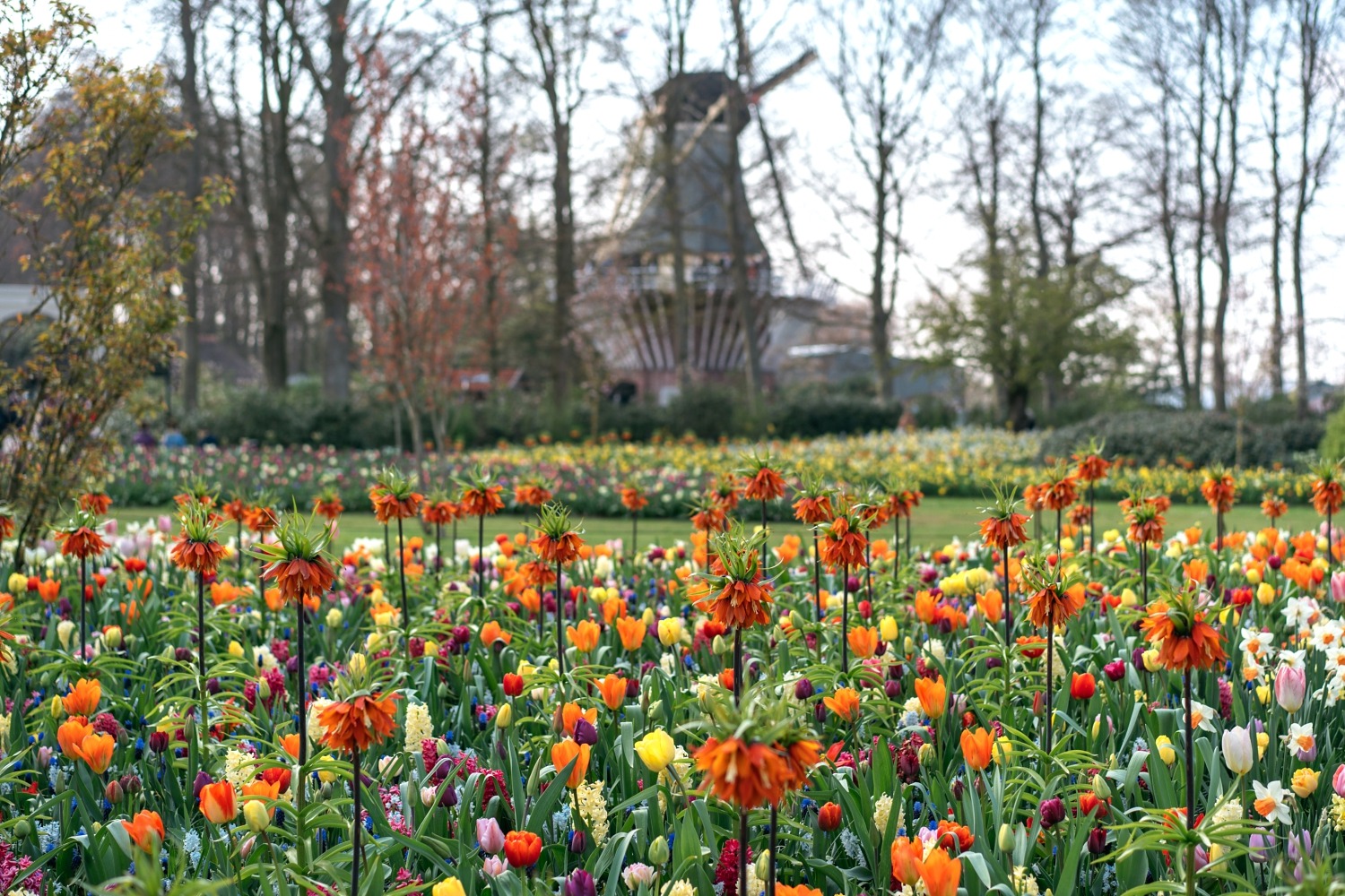 Keukenhof Hollande la haye pays bas tulipe  