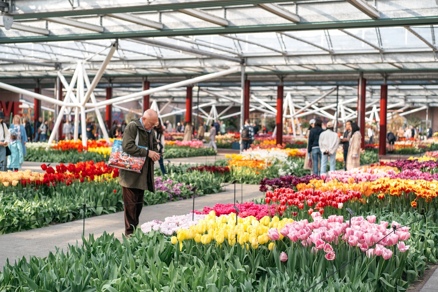 Keukenhof Hollande la haye pays bas tulipe  