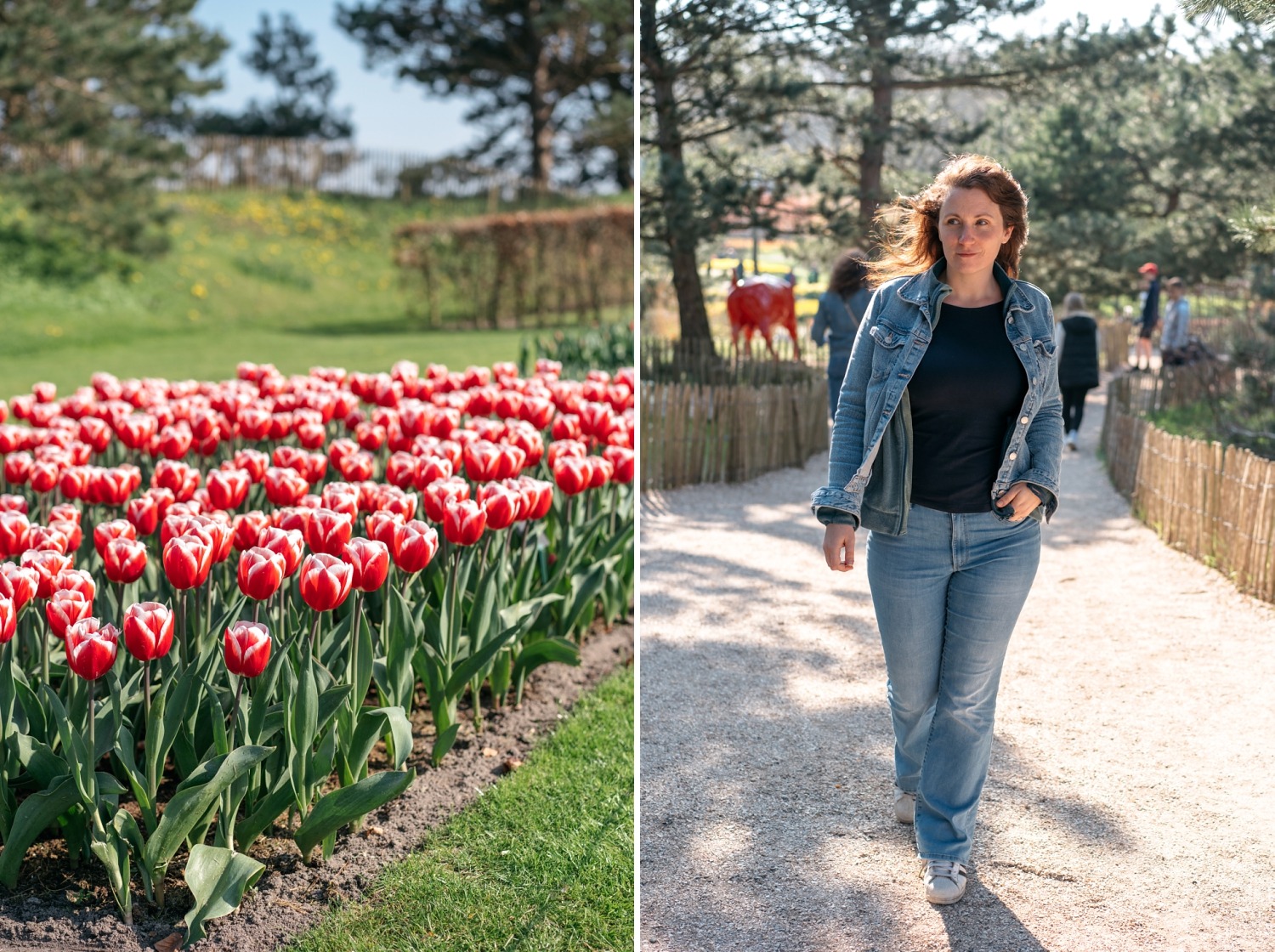 Keukenhof Hollande la haye pays bas tulipe  