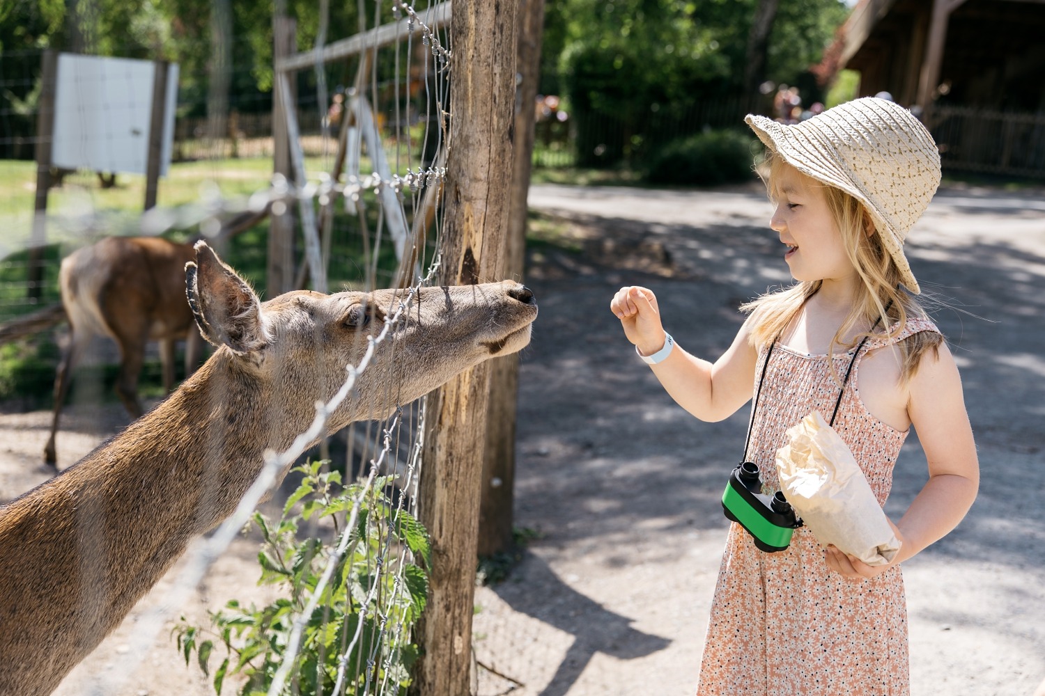 forestia parc animalier Belgique logement insolite famille cabane accrobranches ours loups nourrir daim cerf 