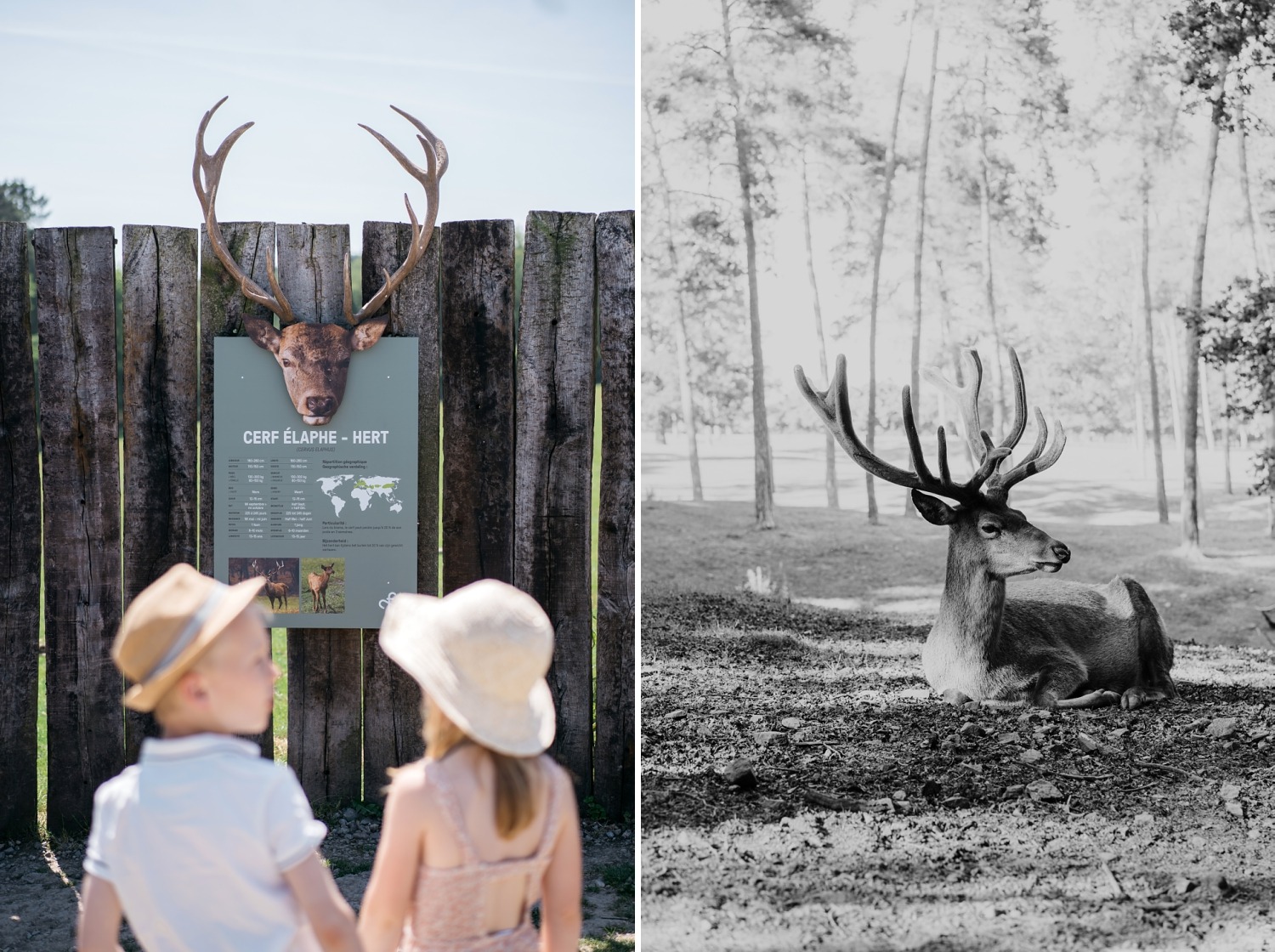 forestia parc animalier Belgique logement insolite famille cabane accrobranches ours loups nourrir daim cerf 