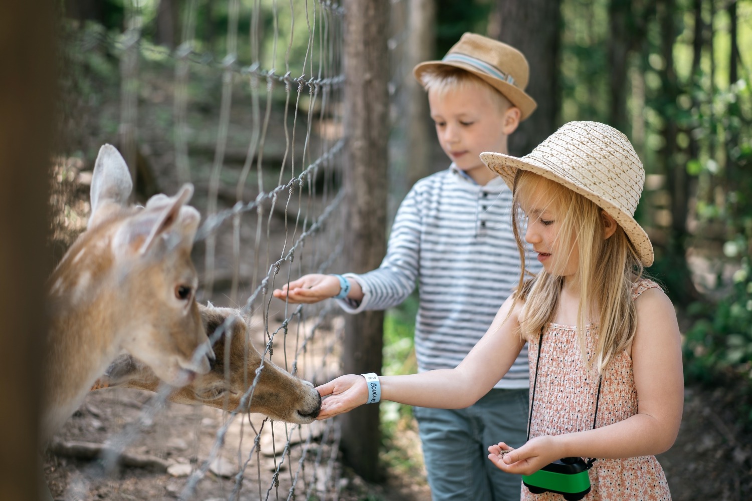 forestia parc animalier Belgique logement insolite famille cabane accrobranches ours loups nourrir daim cerf  wood lodge