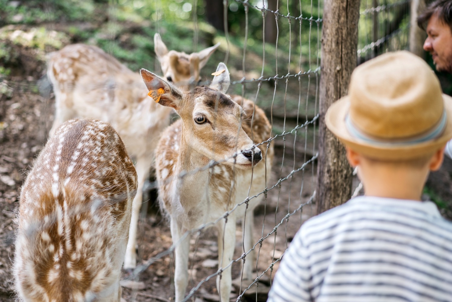 forestia parc animalier Belgique logement insolite famille cabane accrobranches ours loups nourrir daim cerf  wood lodge