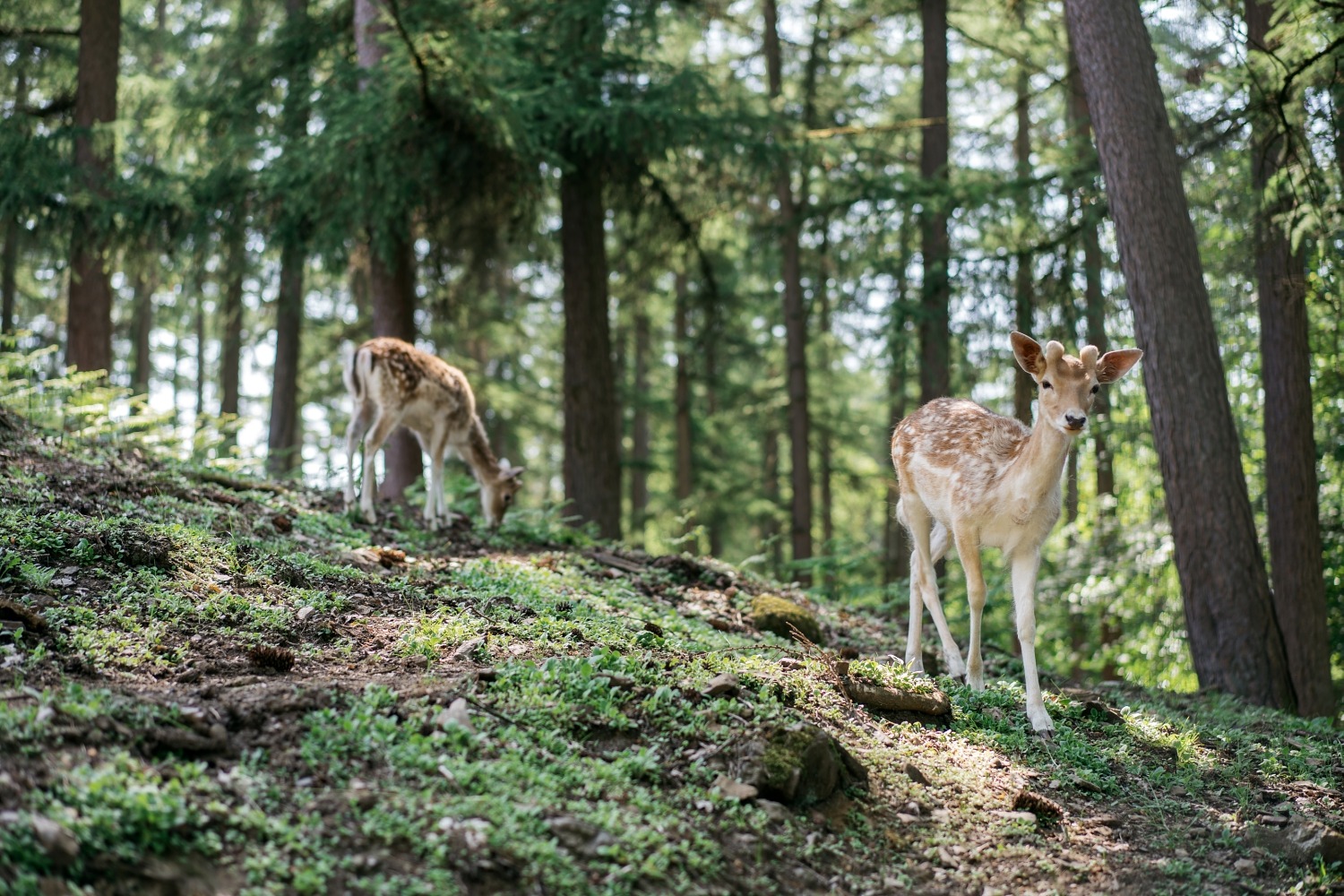 forestia parc animalier Belgique logement insolite famille cabane accrobranches ours loups nourrir daim cerf  wood lodge