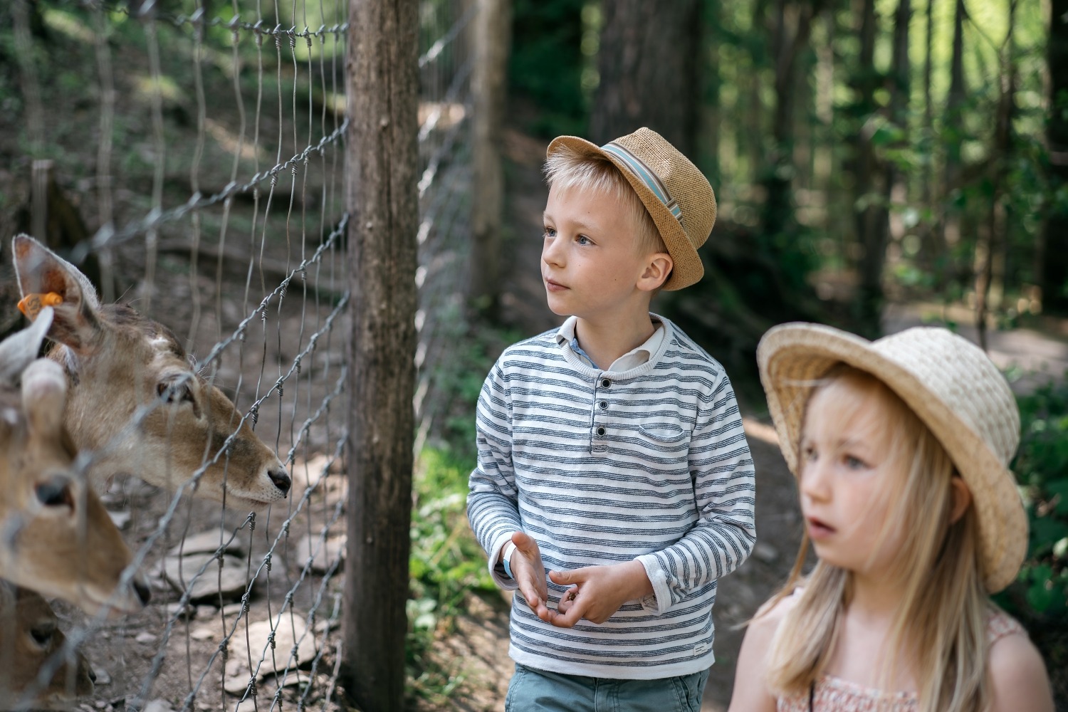 forestia parc animalier Belgique logement insolite famille cabane accrobranches ours loups nourrir daim cerf  wood lodge