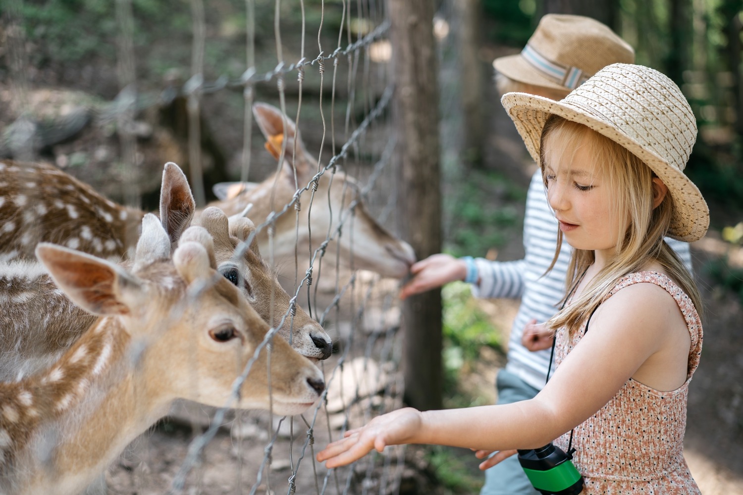 forestia parc animalier Belgique logement insolite famille cabane accrobranches ours loups nourrir daim cerf  wood lodge