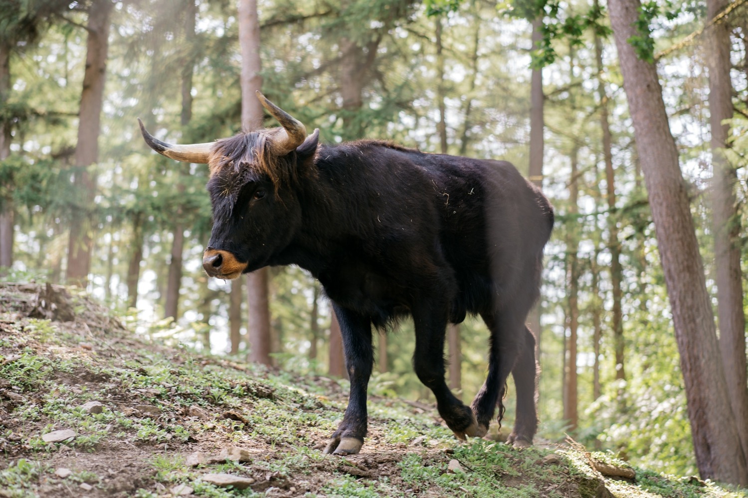 forestia parc animalier Belgique logement insolite famille cabane accrobranches ours loups nourrir daim cerf  wood lodge