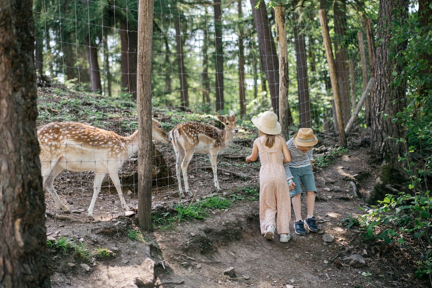 forestia parc animalier Belgique logement insolite famille cabane accrobranches ours loups nourrir daim cerf  wood lodge