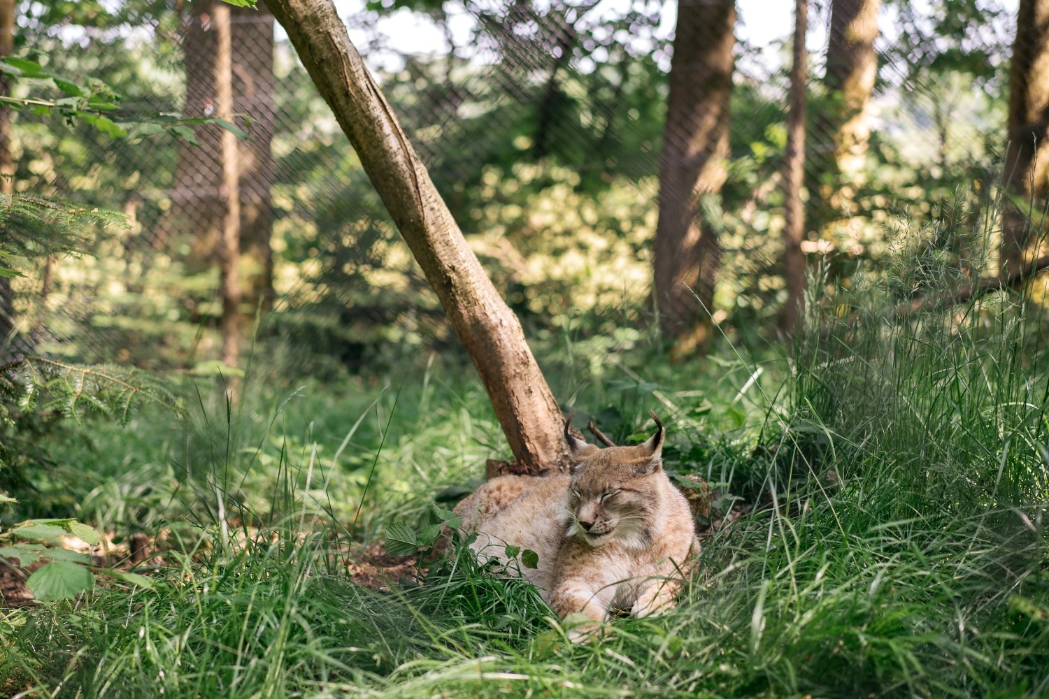 forestia parc animalier Belgique logement insolite famille cabane accrobranches ours loups nourrir daim cerf  wood lodge