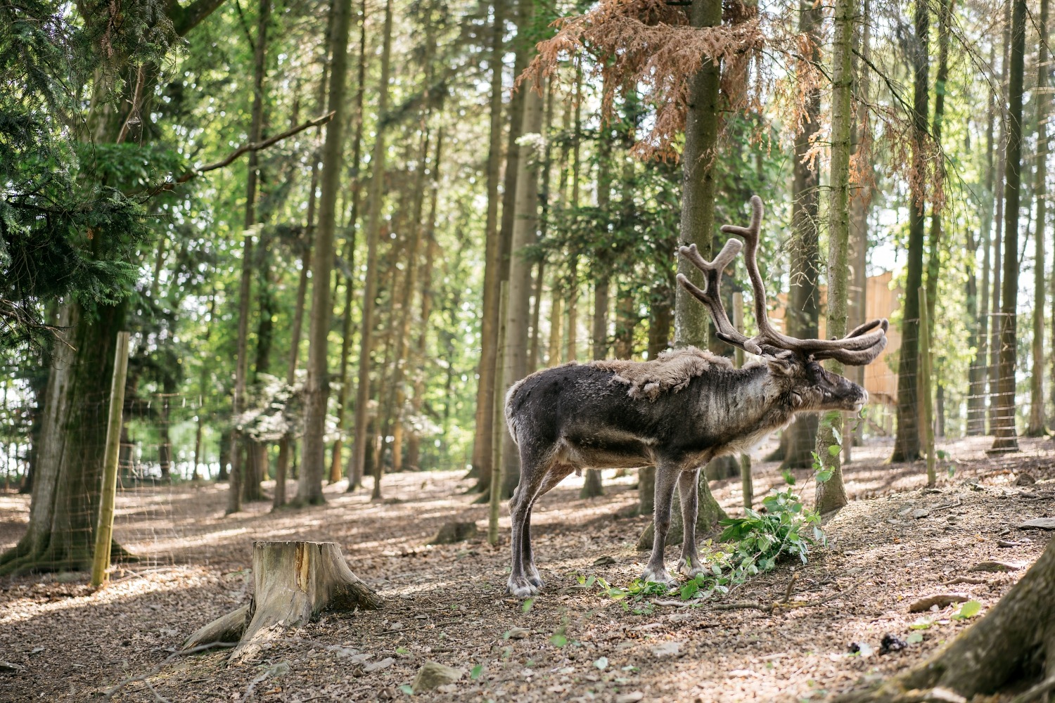 forestia parc animalier Belgique logement insolite famille cabane accrobranches ours loups nourrir daim cerf  wood lodge