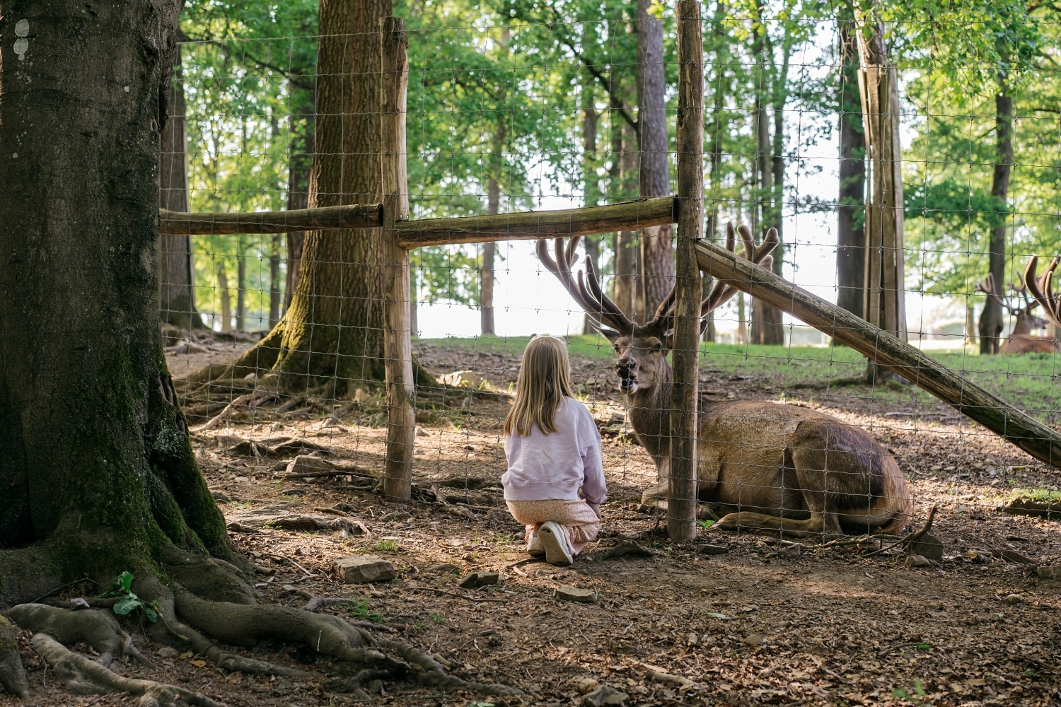 forestia parc animalier Belgique logement insolite famille cabane accrobranches ours loups nourrir daim cerf  wood lodge