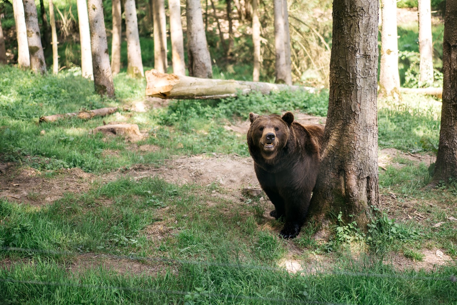 forestia parc animalier Belgique logement insolite famille cabane accrobranches ours loups nourrir daim cerf  wood lodge