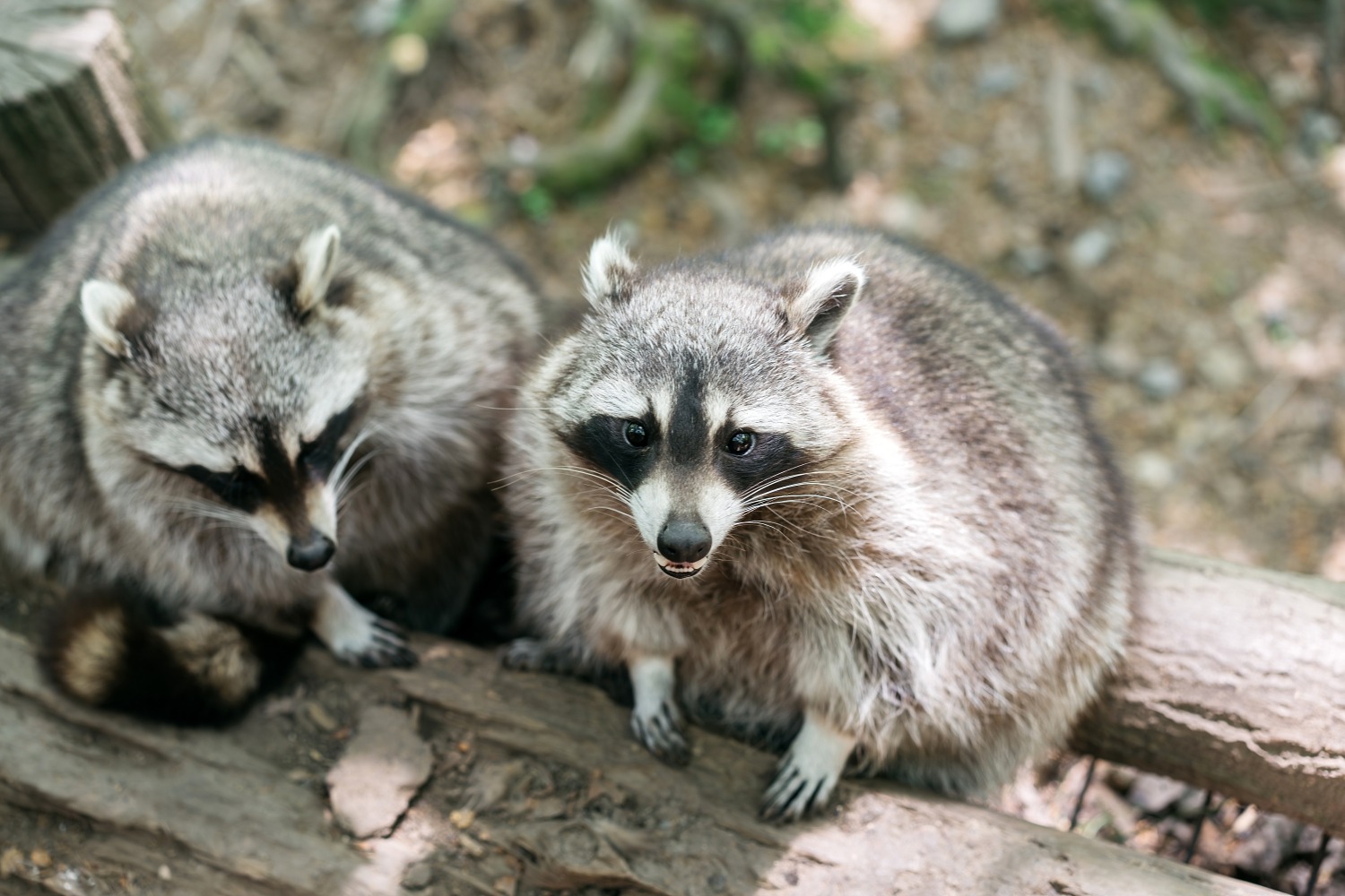 forestia parc animalier Belgique logement insolite famille cabane accrobranches ours loups nourrir daim cerf  wood lodge