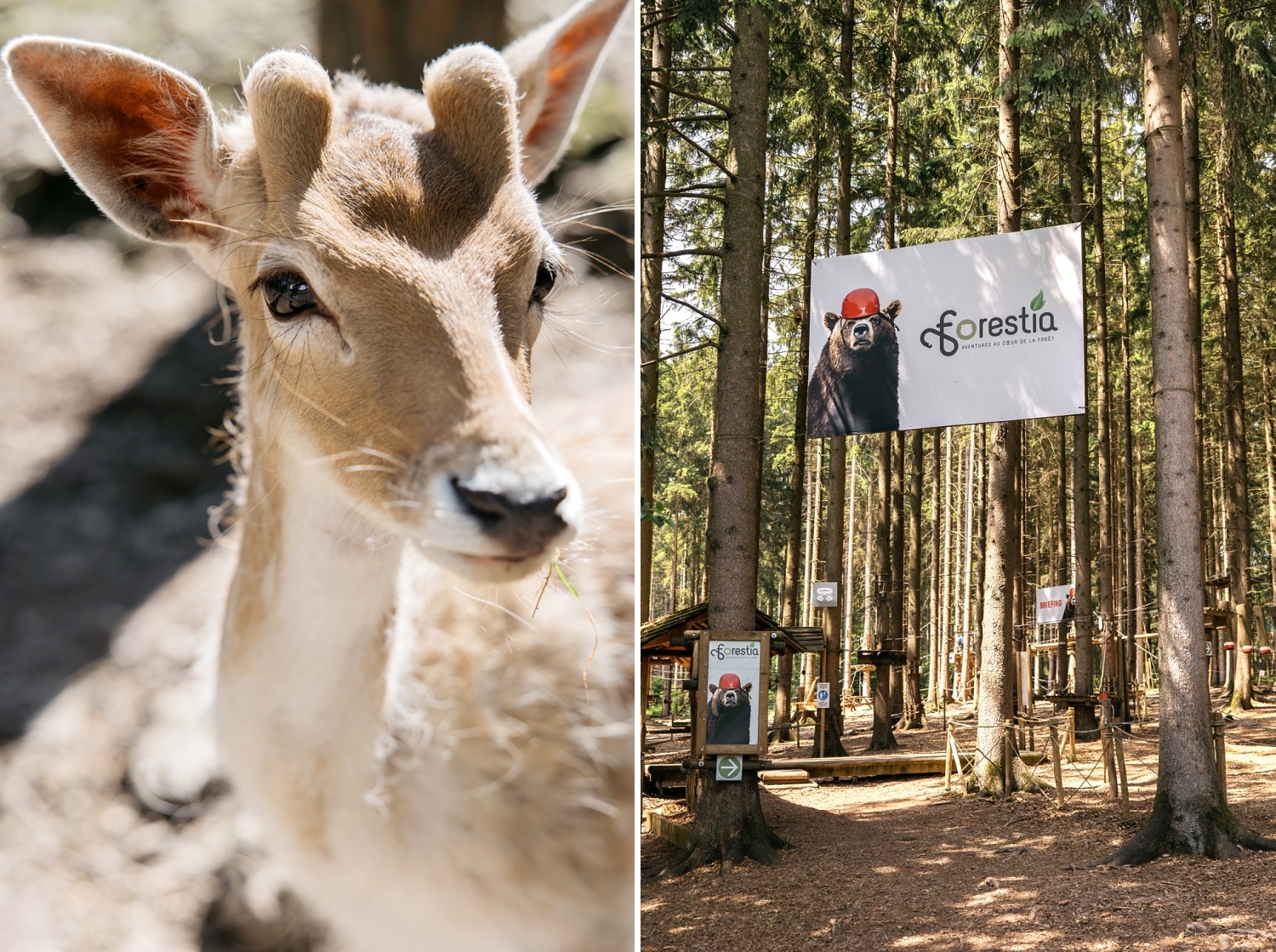 forestia parc animalier Belgique logement insolite famille cabane accrobranches ours loups nourrir daim cerf  wood lodge