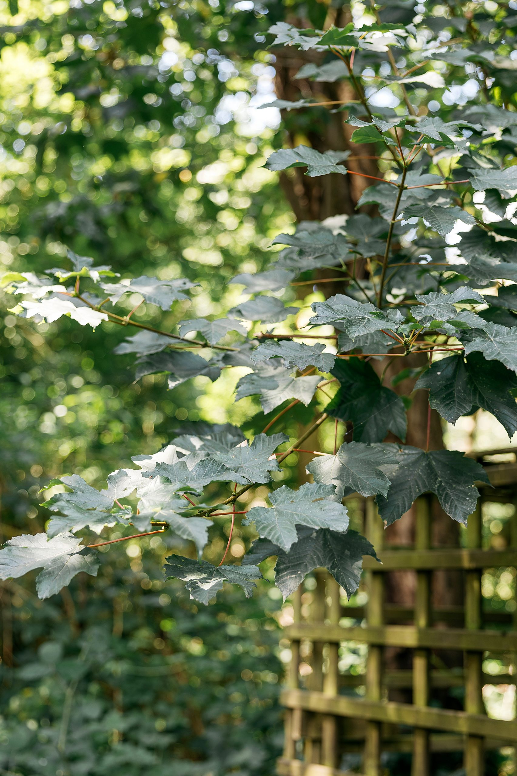 Sortilège betovering bruxelles accrobranche forêt aventure famille nature médiéval jeu de piste belgique 