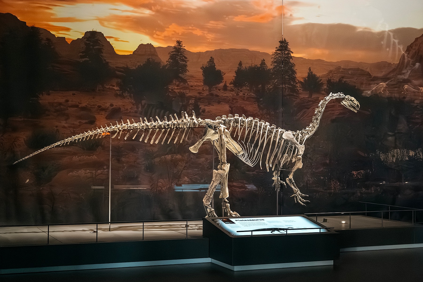 Naturalis musée histoire naturelle Leyde Hollande Pays-bas dinosaure