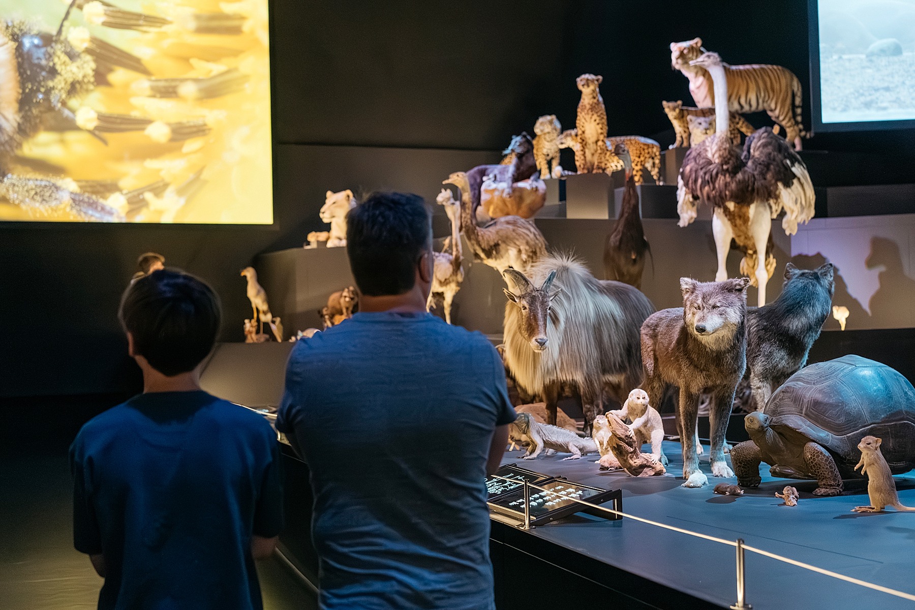 Naturalis musée histoire naturelle Leyde Hollande Pays-bas