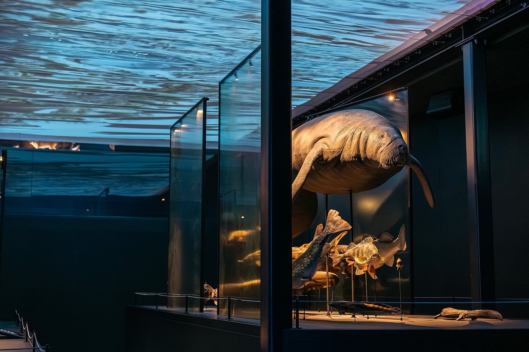 Naturalis musée histoire naturelle Leyde Hollande Pays-bas