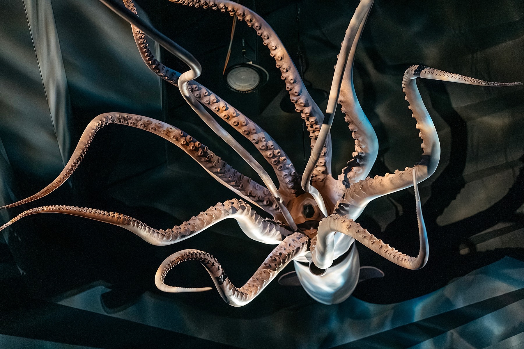 Naturalis musée histoire naturelle Leyde Hollande Pays-bas