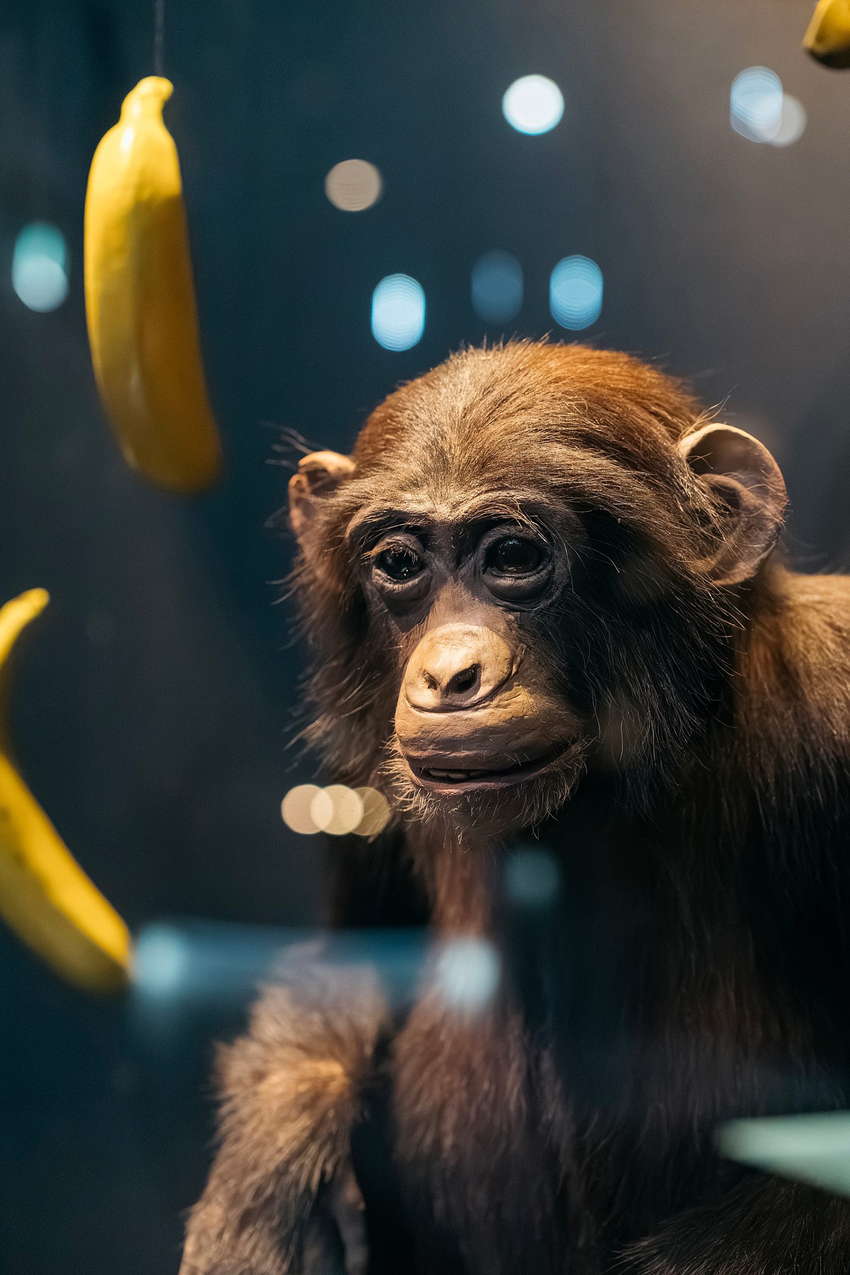 Naturalis musée histoire naturelle Leyde Hollande Pays-bas