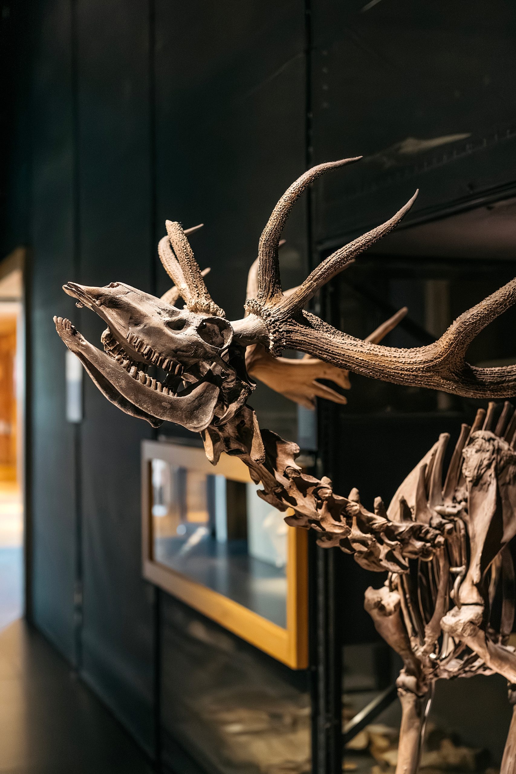 Naturalis musée histoire naturelle Leyde Hollande Pays-bas