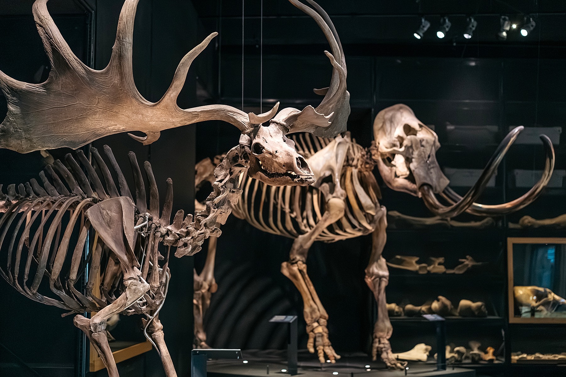 Naturalis musée histoire naturelle Leyde Hollande Pays-bas dinosaure mammouth