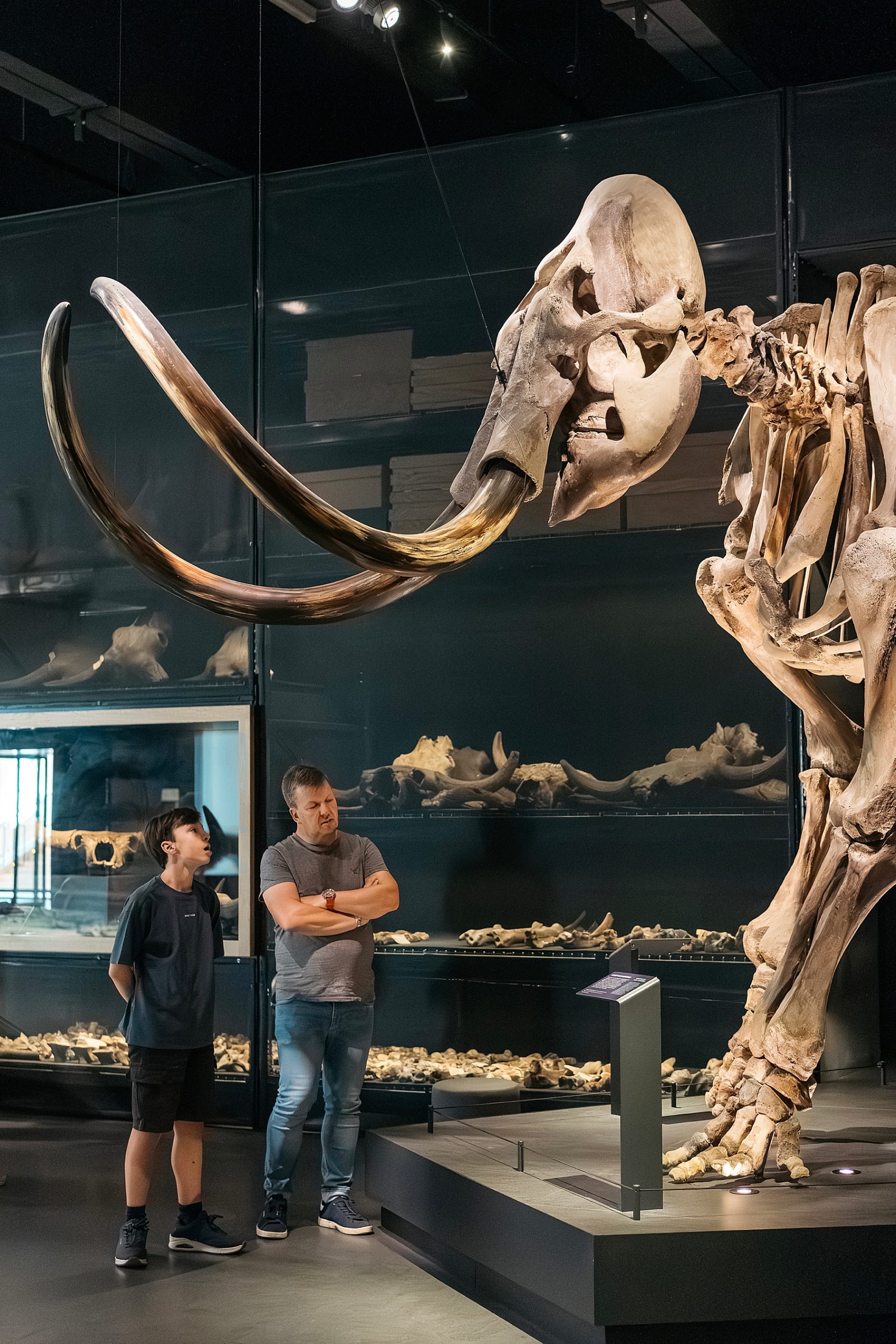 Naturalis musée histoire naturelle Leyde Hollande Pays-bas dinosaure mammouth