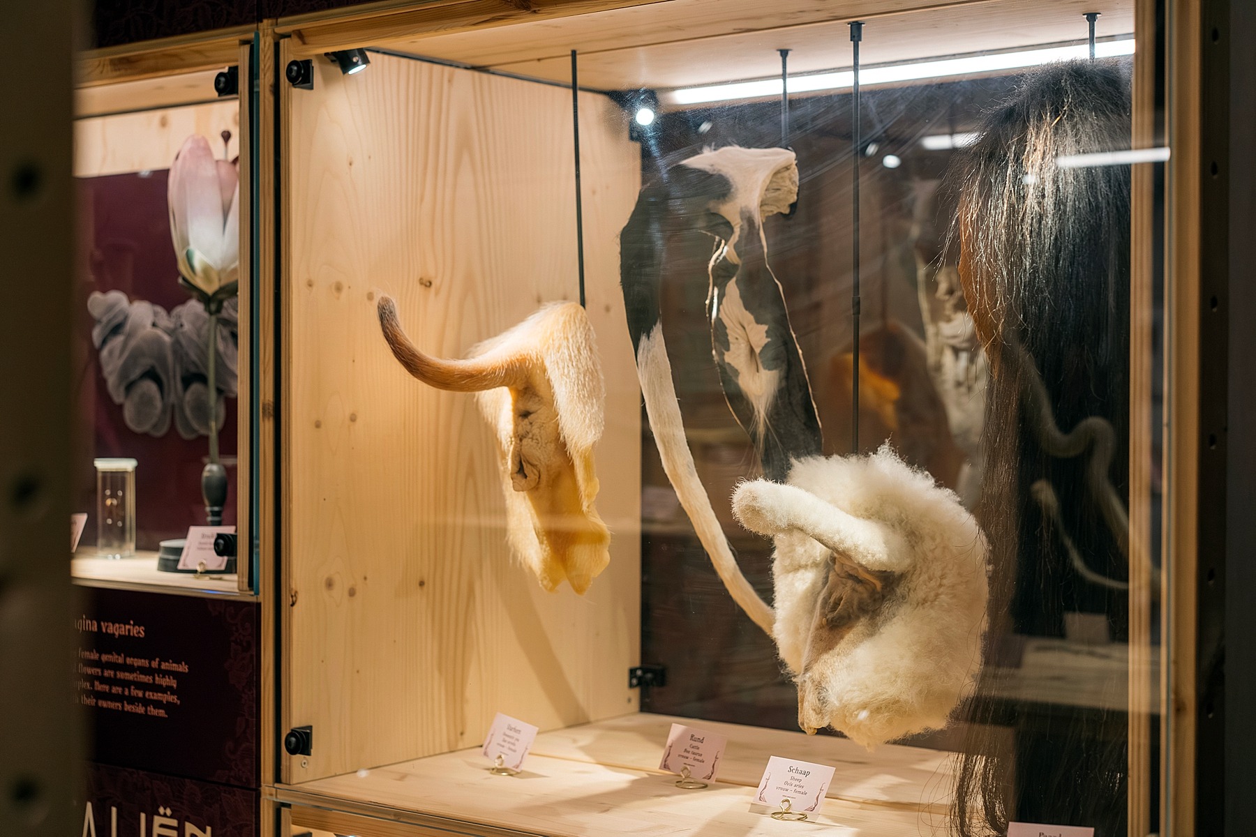 Naturalis musée histoire naturelle Leyde Hollande Pays-bas sexualité séduction