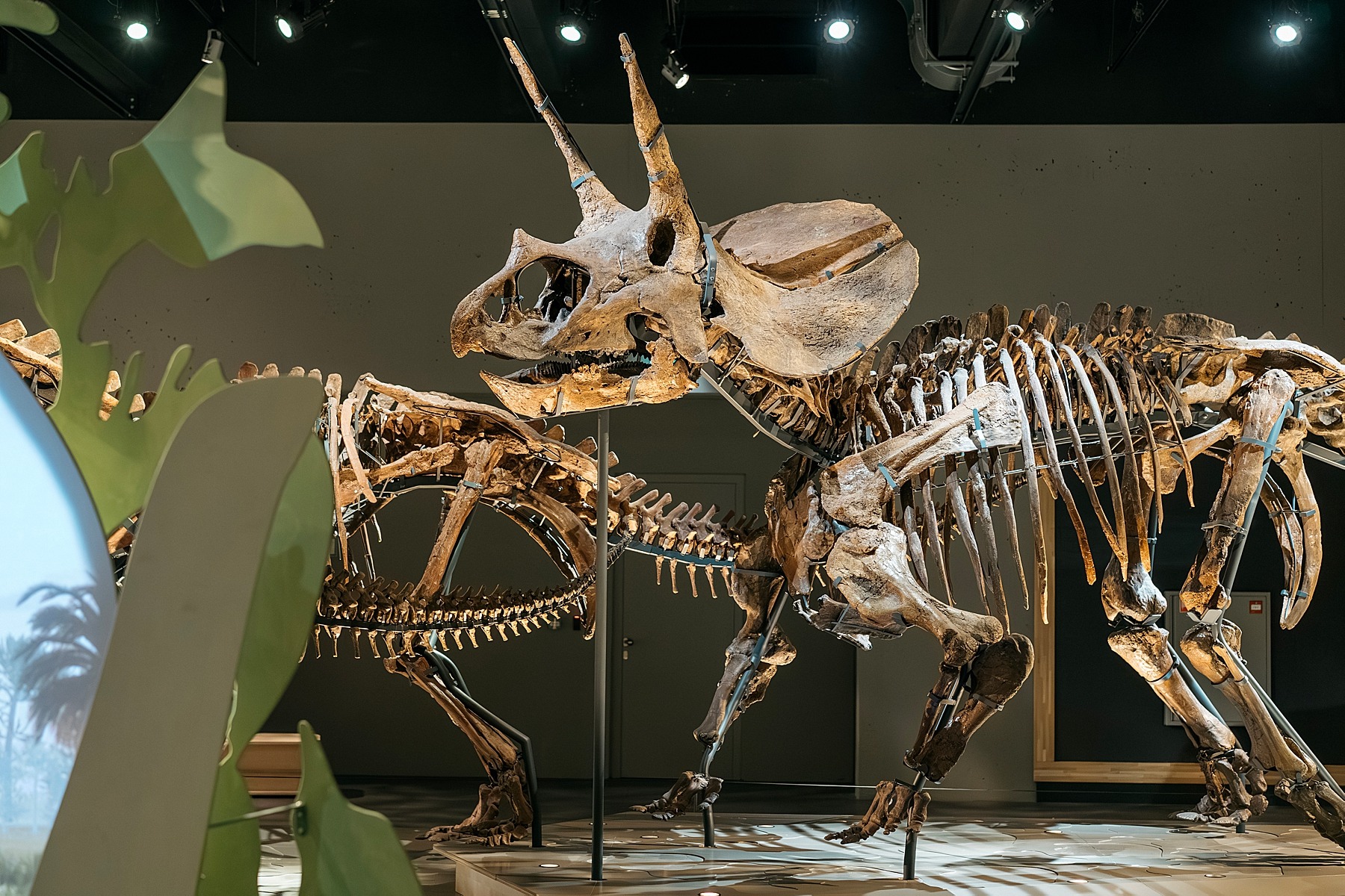 Naturalis musée histoire naturelle Leyde Hollande Pays-bas dinosaure tricératops