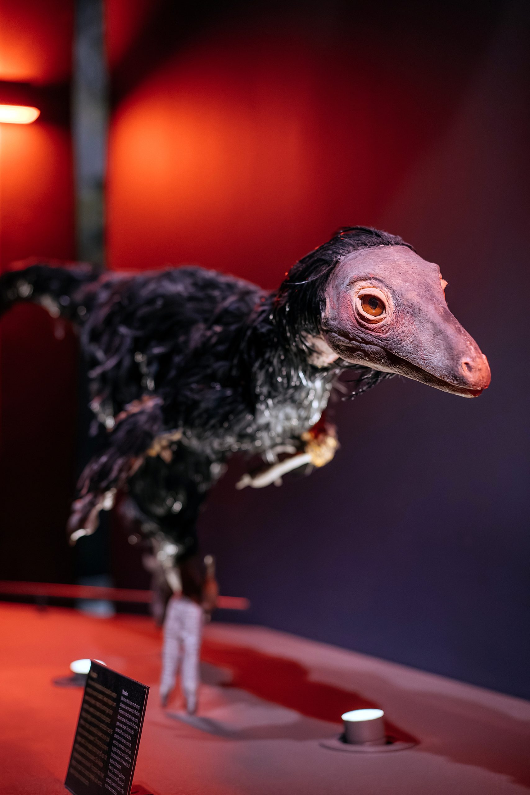 Naturalis musée histoire naturelle Leyde Hollande Pays-bas dinosaure