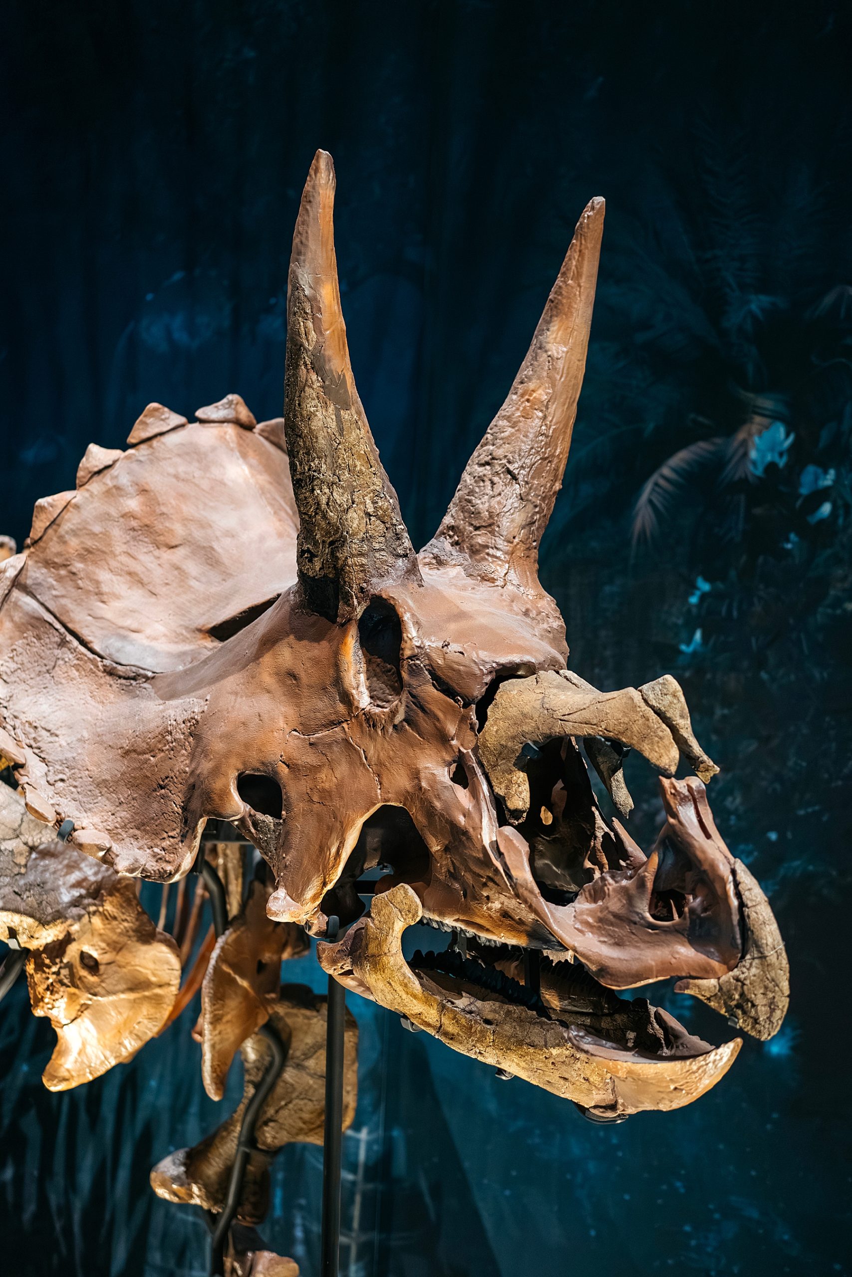 Naturalis musée histoire naturelle Leyde Hollande Pays-bas dinosaure