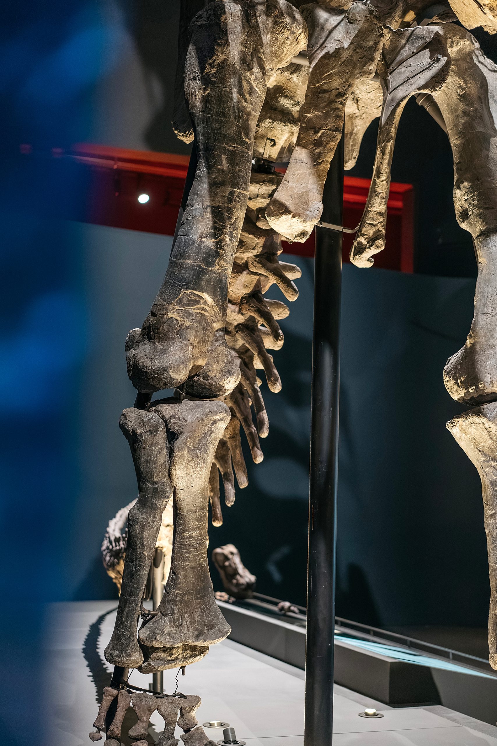 Naturalis musée histoire naturelle Leyde Hollande Pays-bas dinosaure