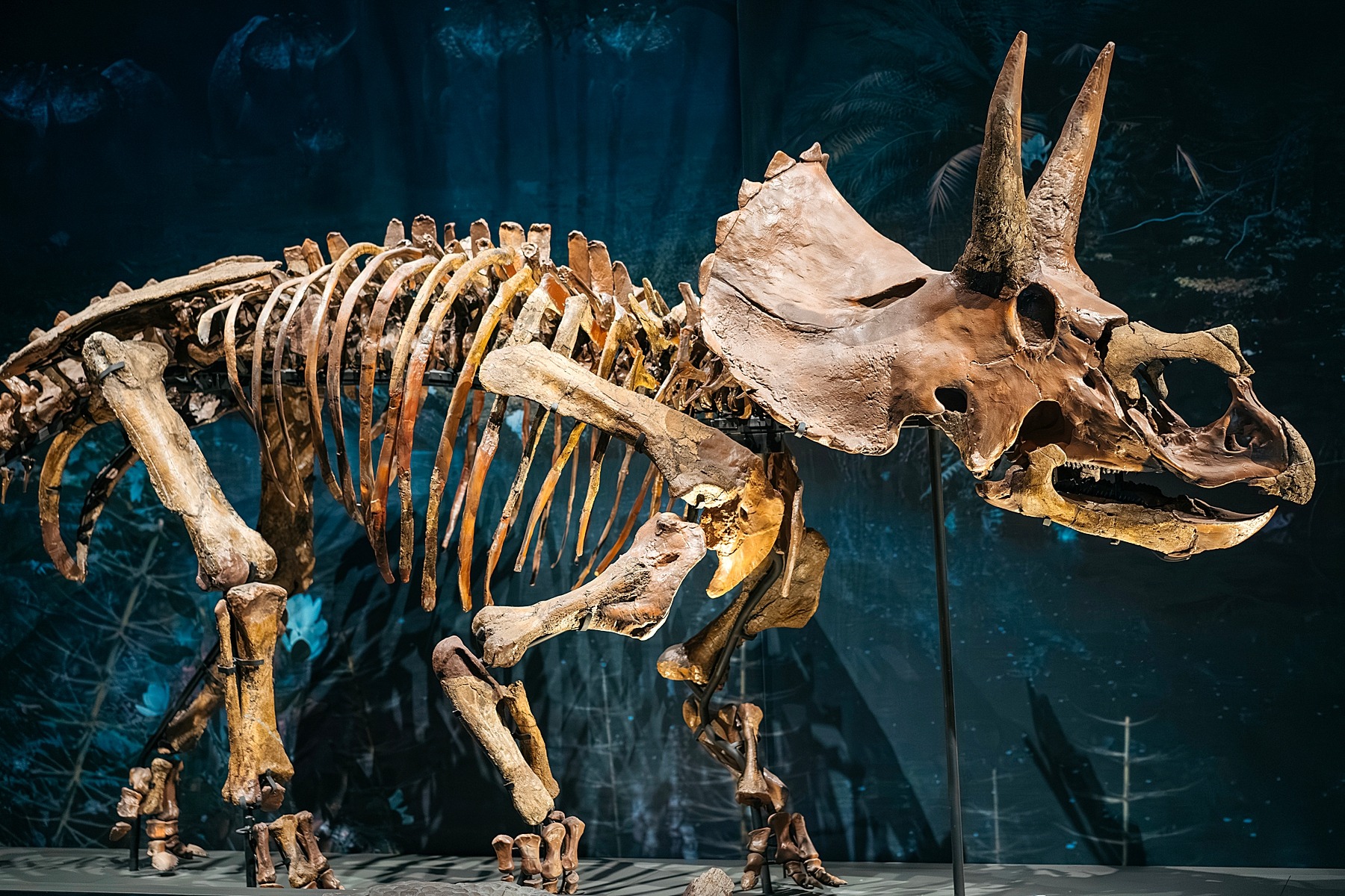 Naturalis musée histoire naturelle Leyde Hollande Pays-bas dinosaure