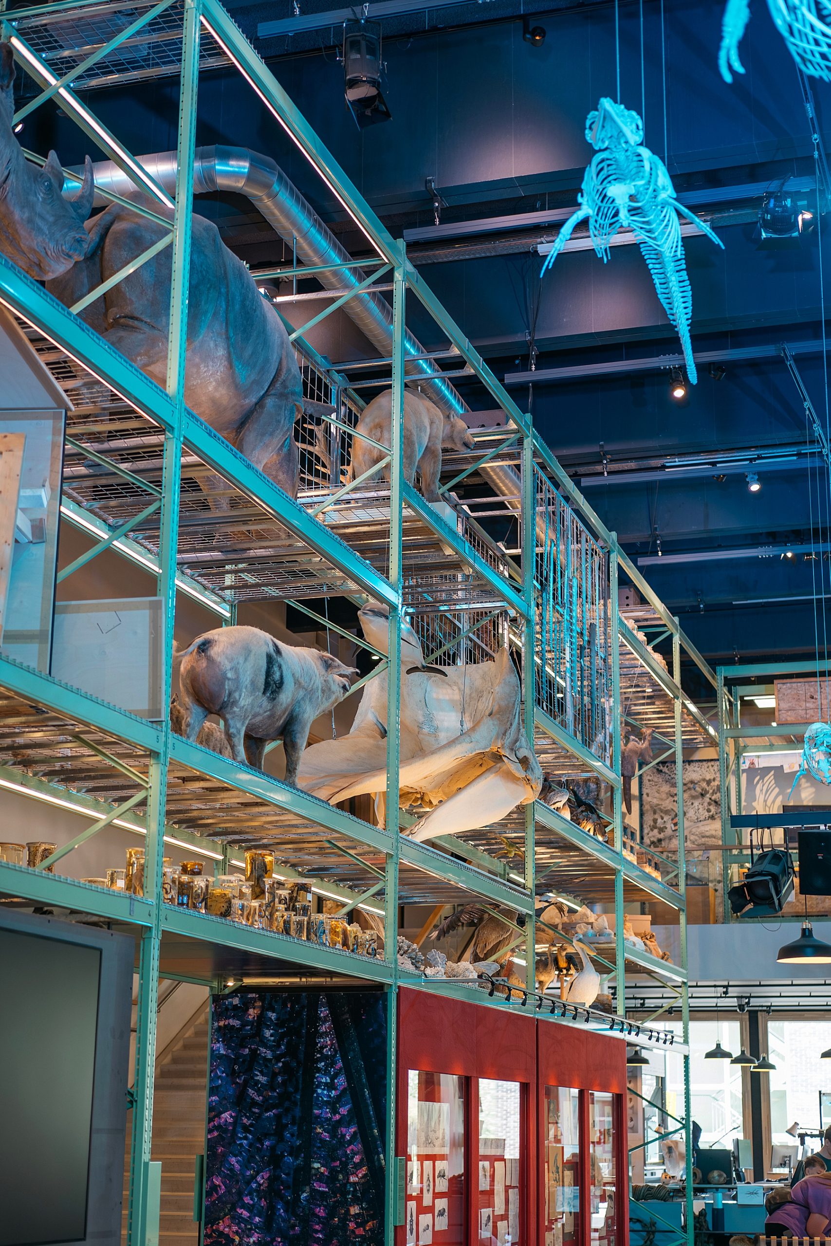 Naturalis musée histoire naturelle Leyde Hollande Pays-bas