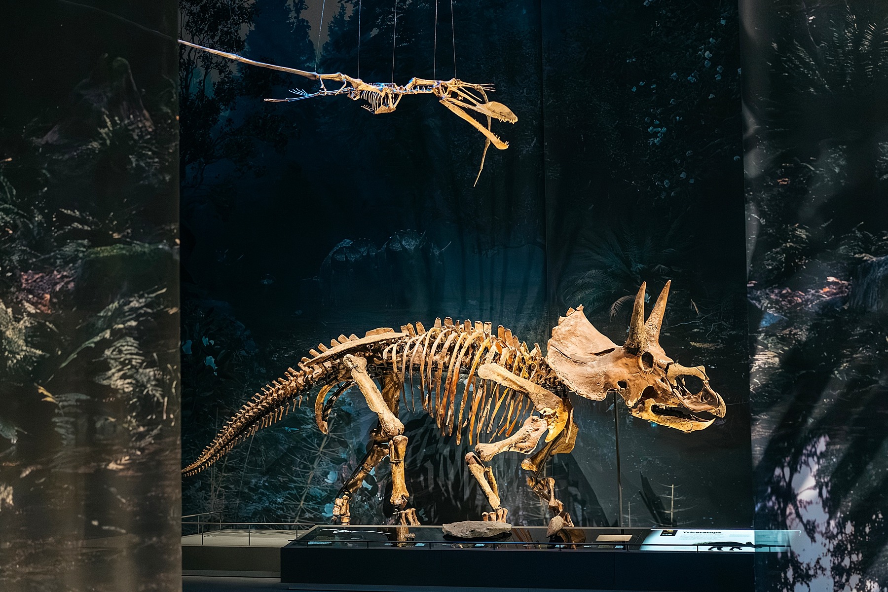 Naturalis musée histoire naturelle Leyde Hollande Pays-bas dinosaure