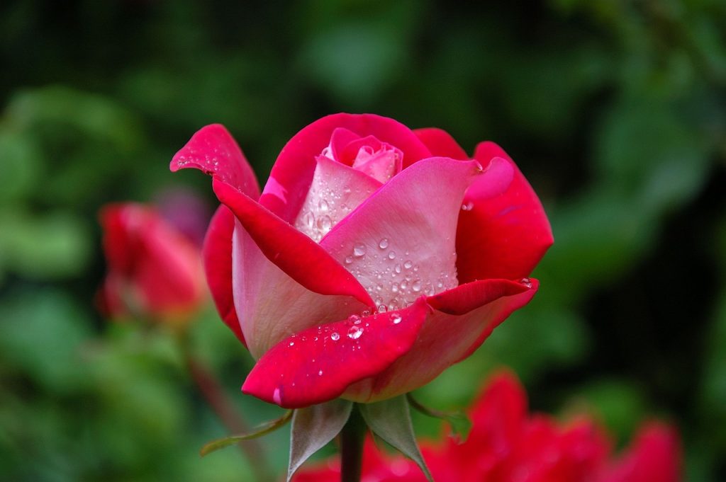 rose, flower, dew-339236.jpg