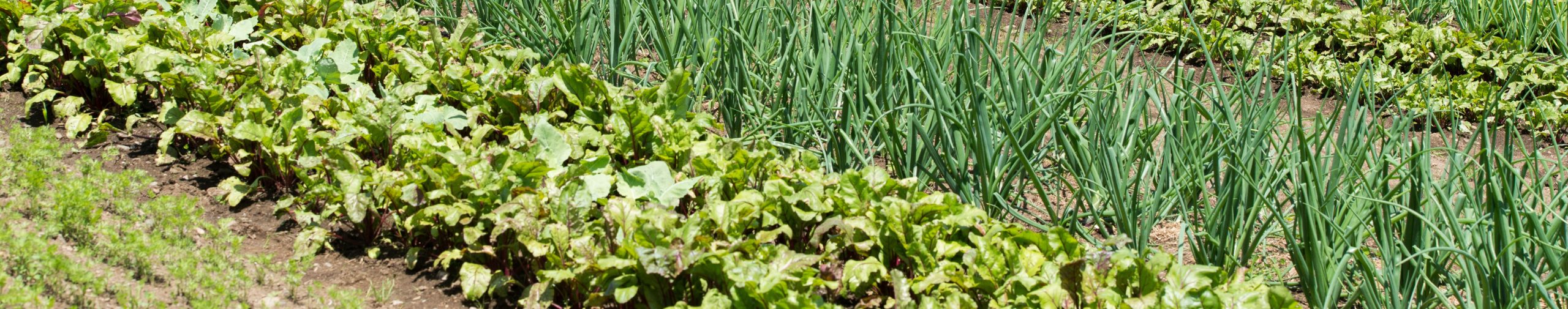 In,Organic,Gardens,,Companion,Planting,Is,A,Way,To,Repel