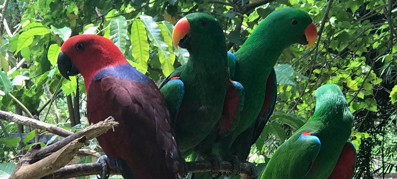 LOMBOK ZOO