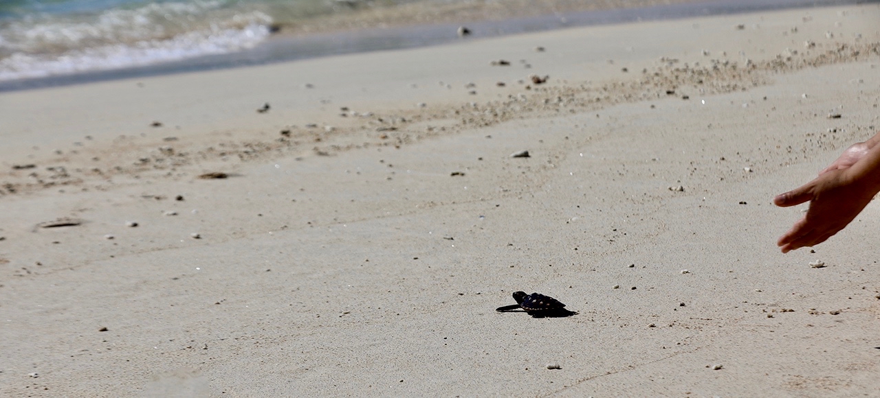 TURTLE RELEASE GILI MENO