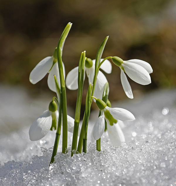snowdrop