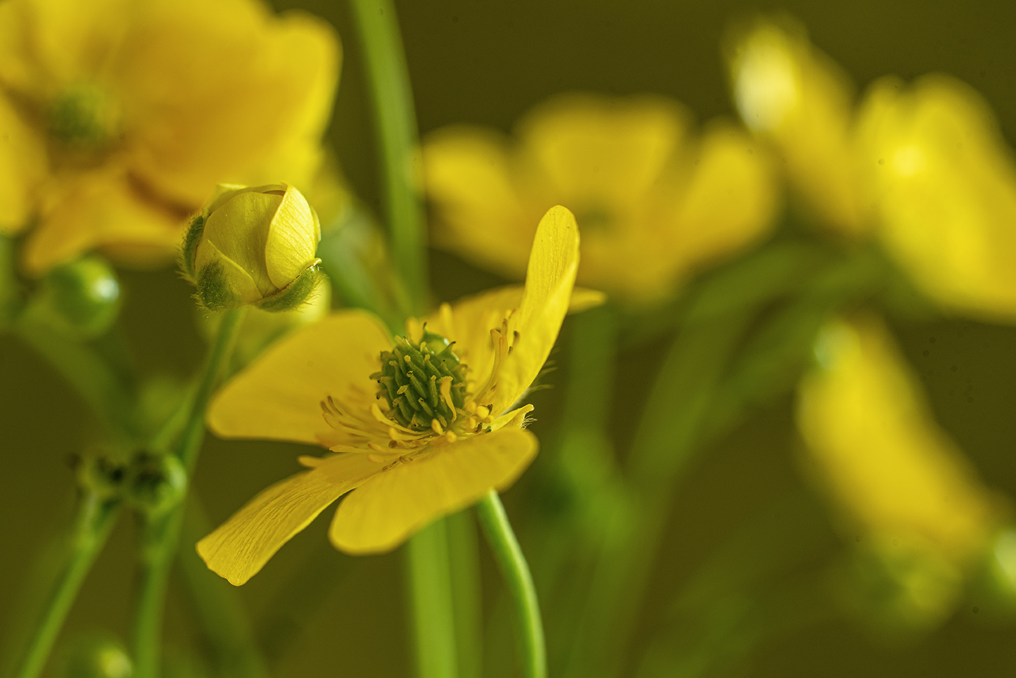 Makrobild på smörblommor på en äng. 