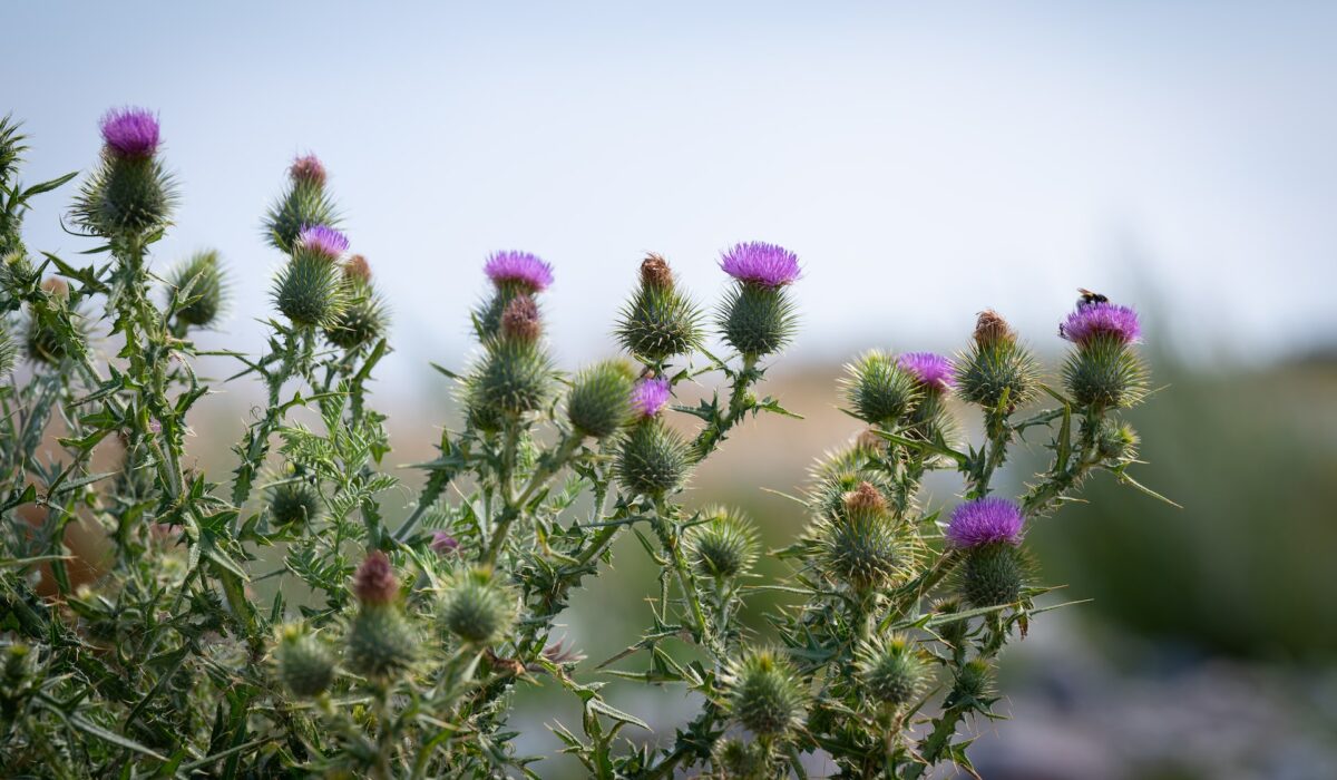 Öland