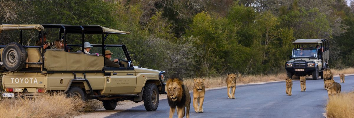 kruger-national-park-south-africa-safari-game-drive