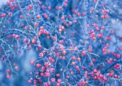 red berries