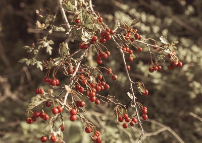 red berries