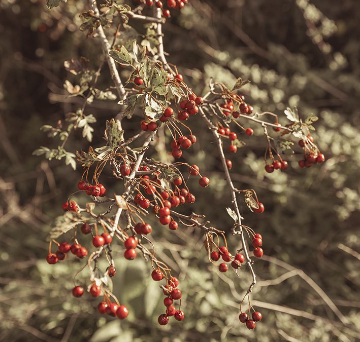 red berries