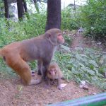 india-shimla-monkeys