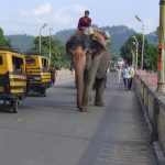 india-haridwar-elephant-on-street